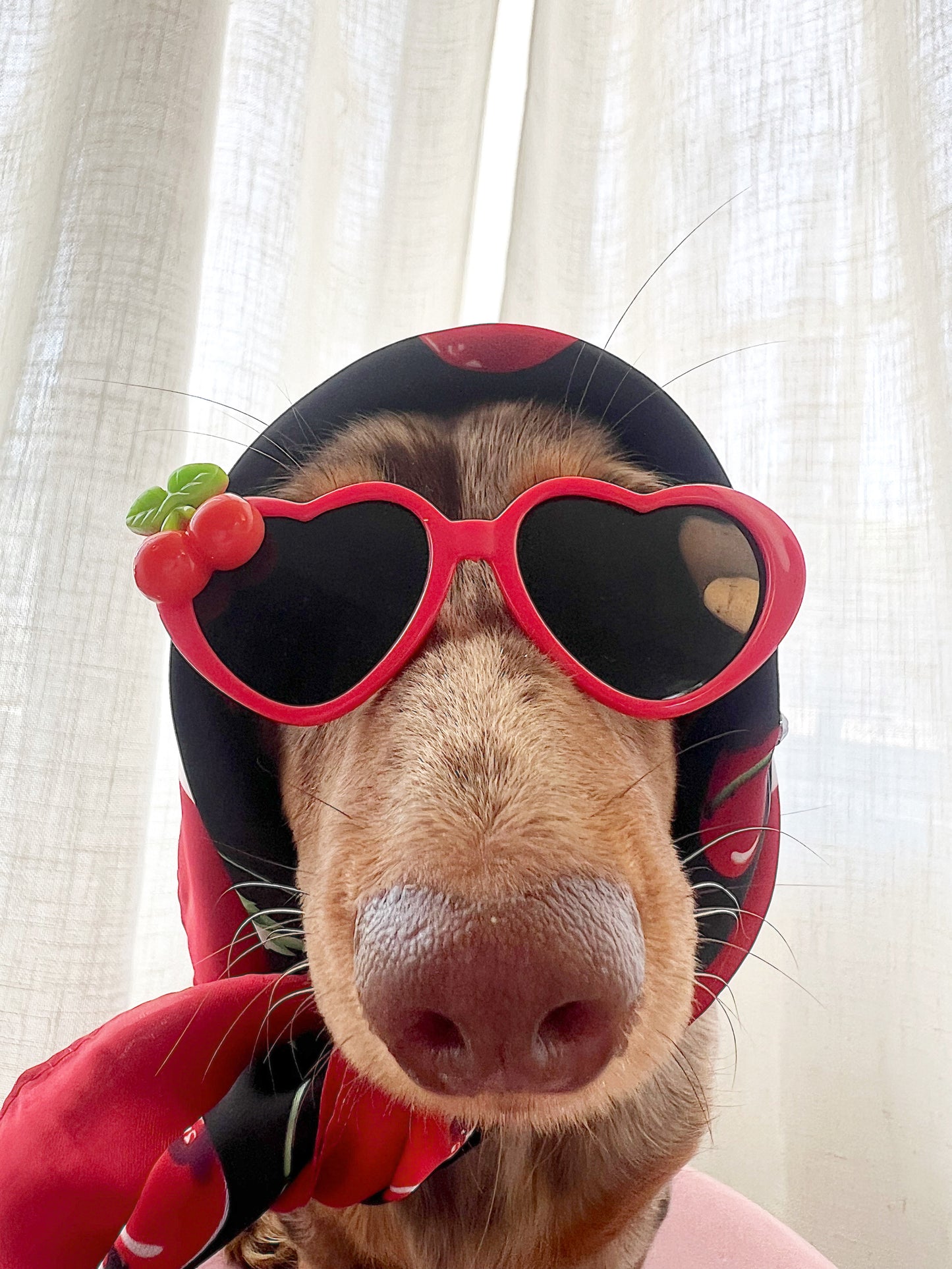 The red cherry sugar sunglasses