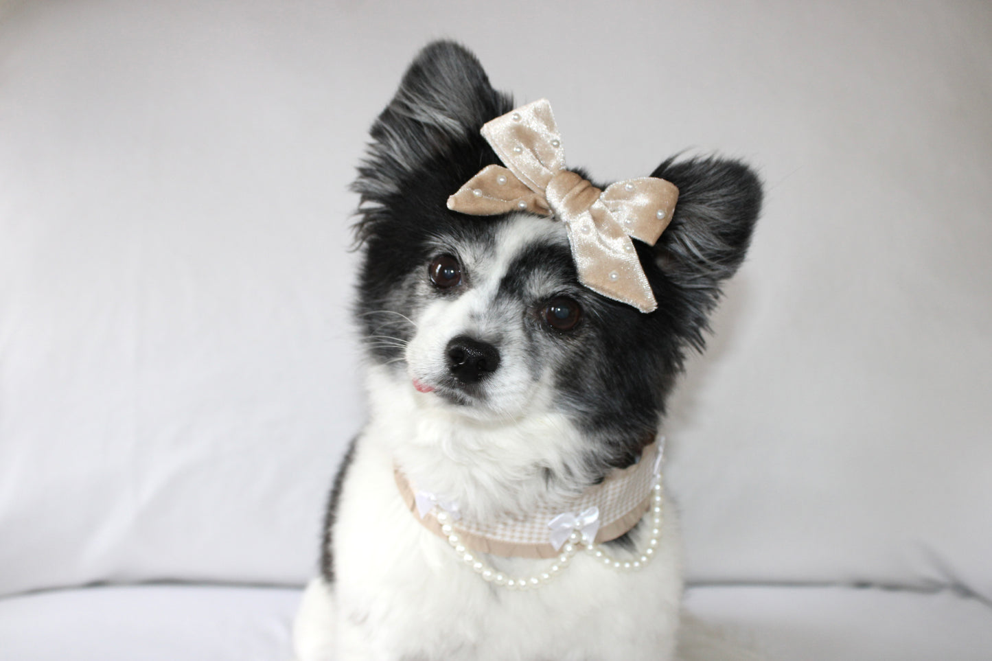 XOXO bow