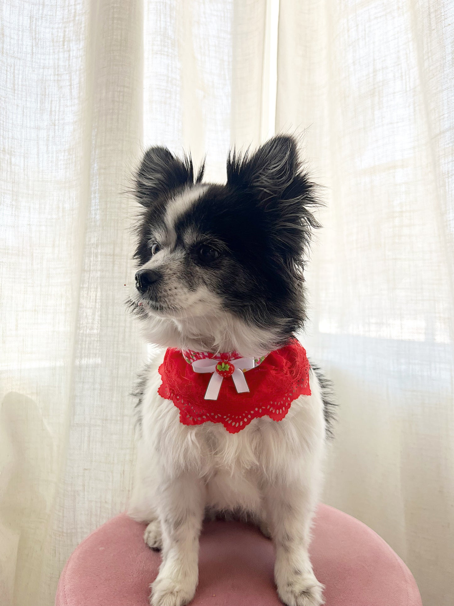 The strawberry fields choker