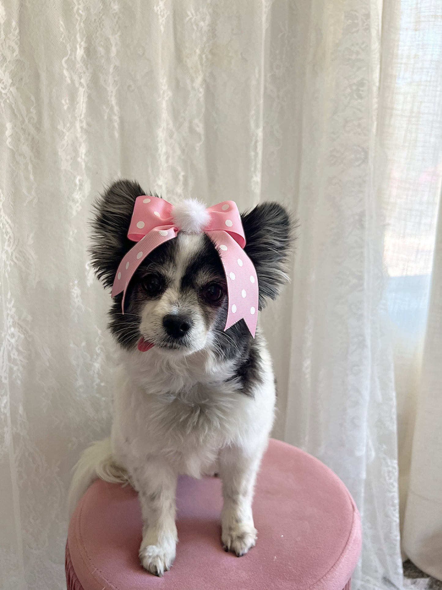 The Polka Dot Dixie Bow