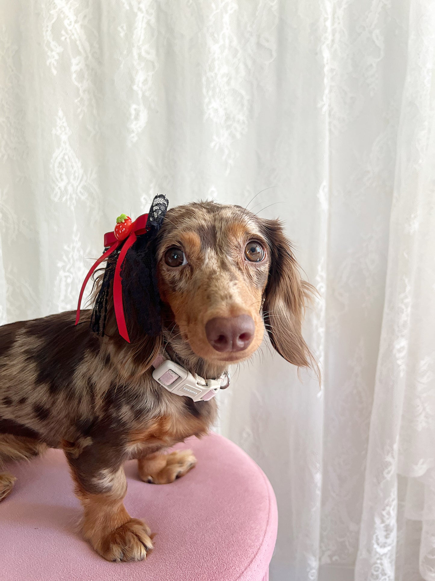 The Red Licorice Bow