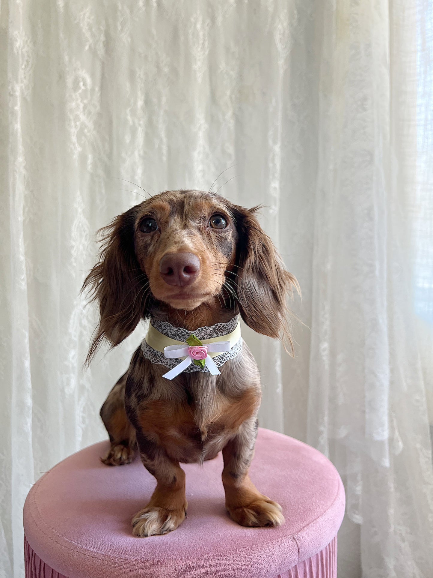 The Bella Choker