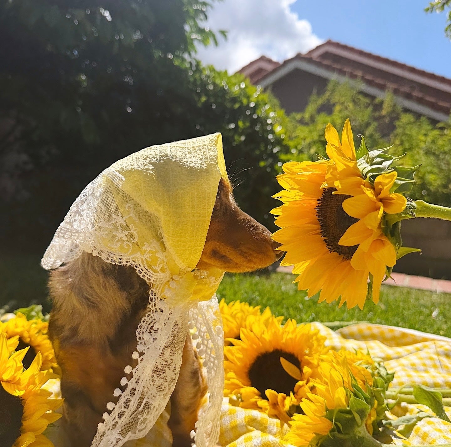 Southern Belle head scarf