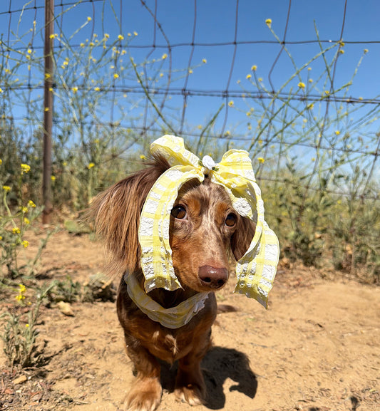 Sweet and spoiled bow