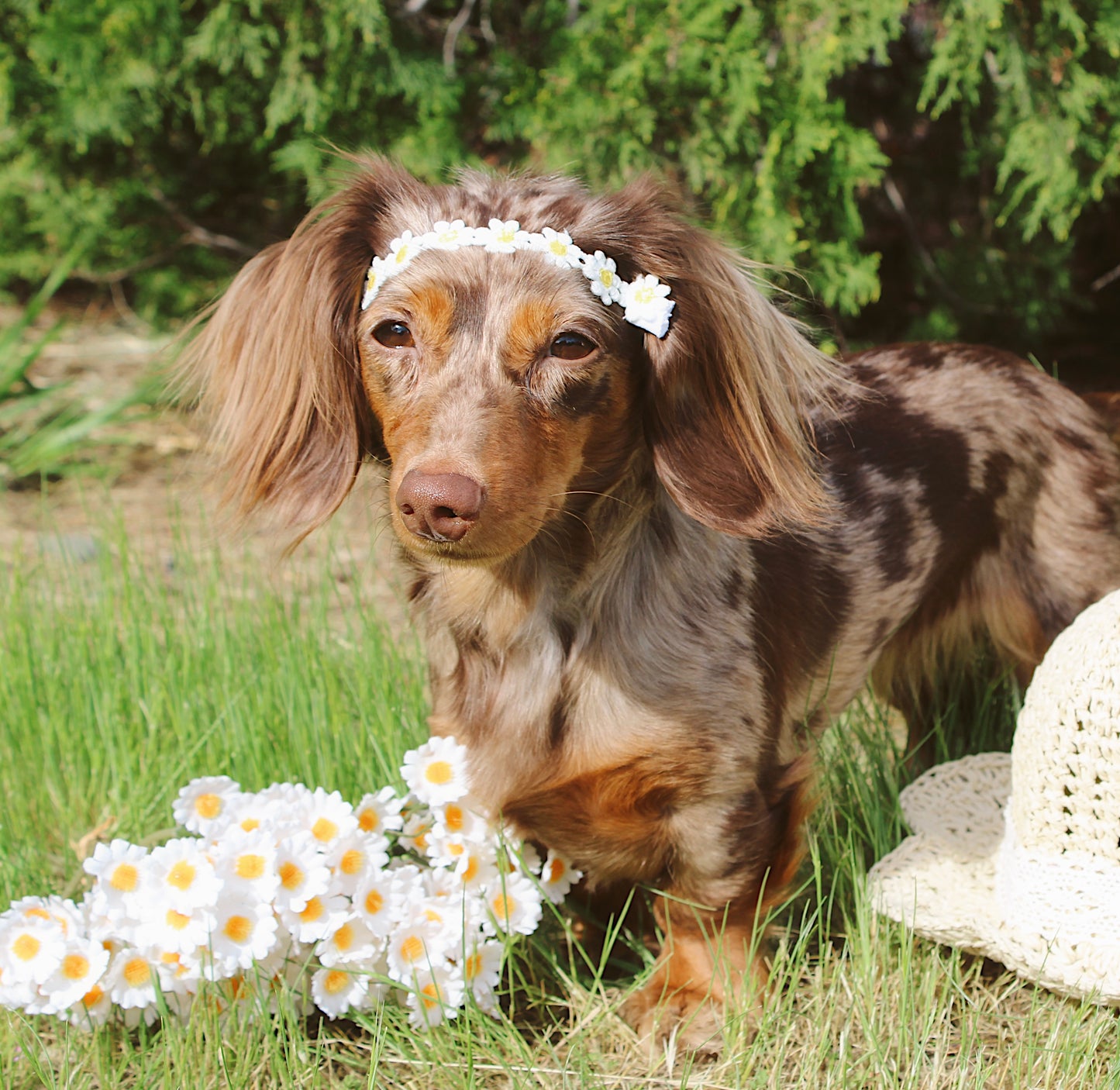 Daisy darling spring boho headband