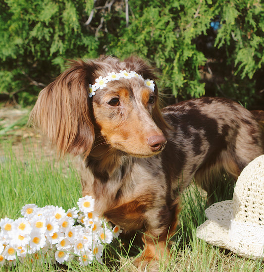 Daisy darling spring boho headband