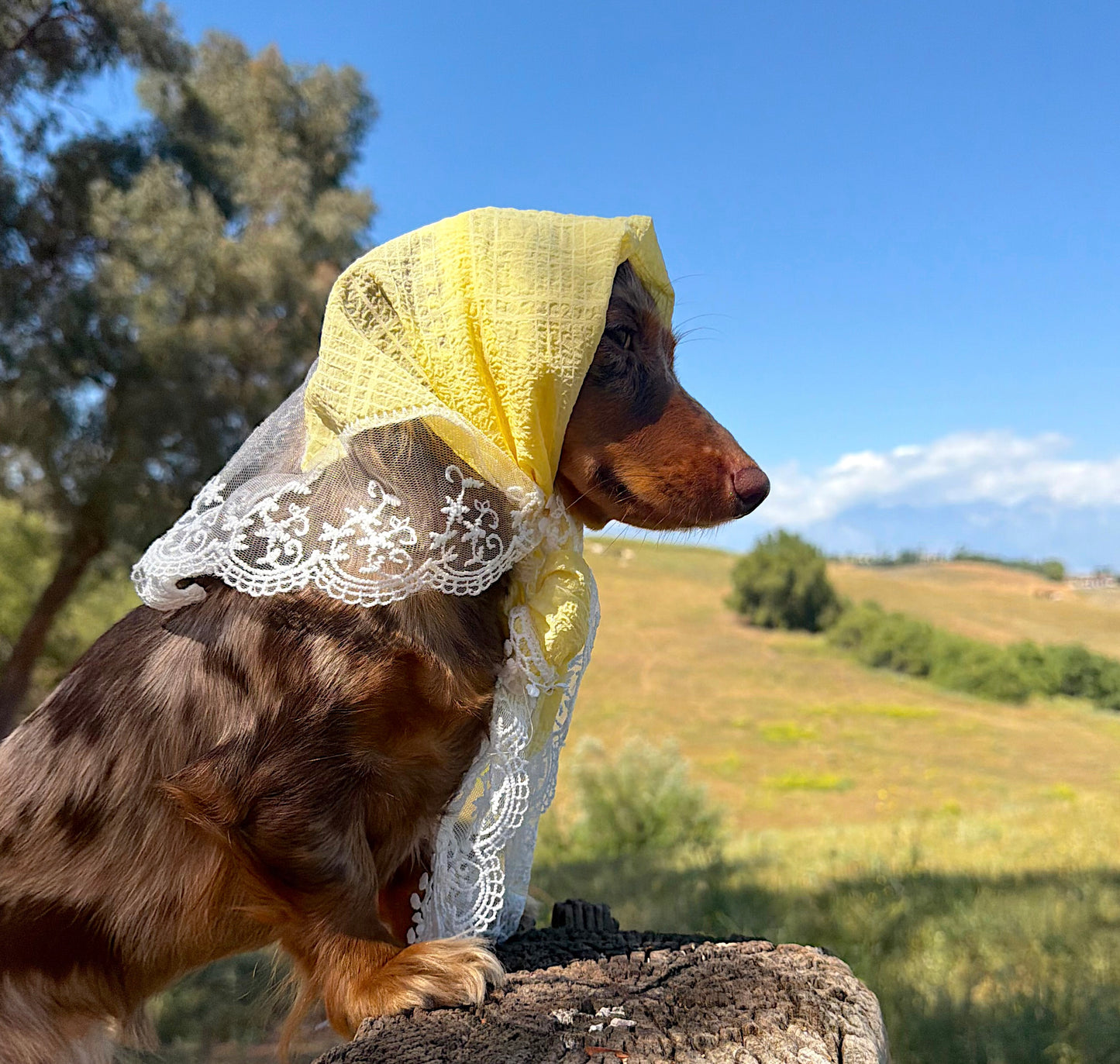 Southern Belle head scarf