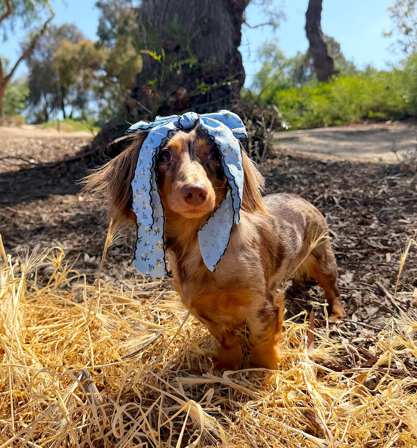 Blue Jean bow