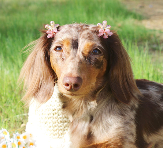 Wild child Flower hair clips (set of 2)