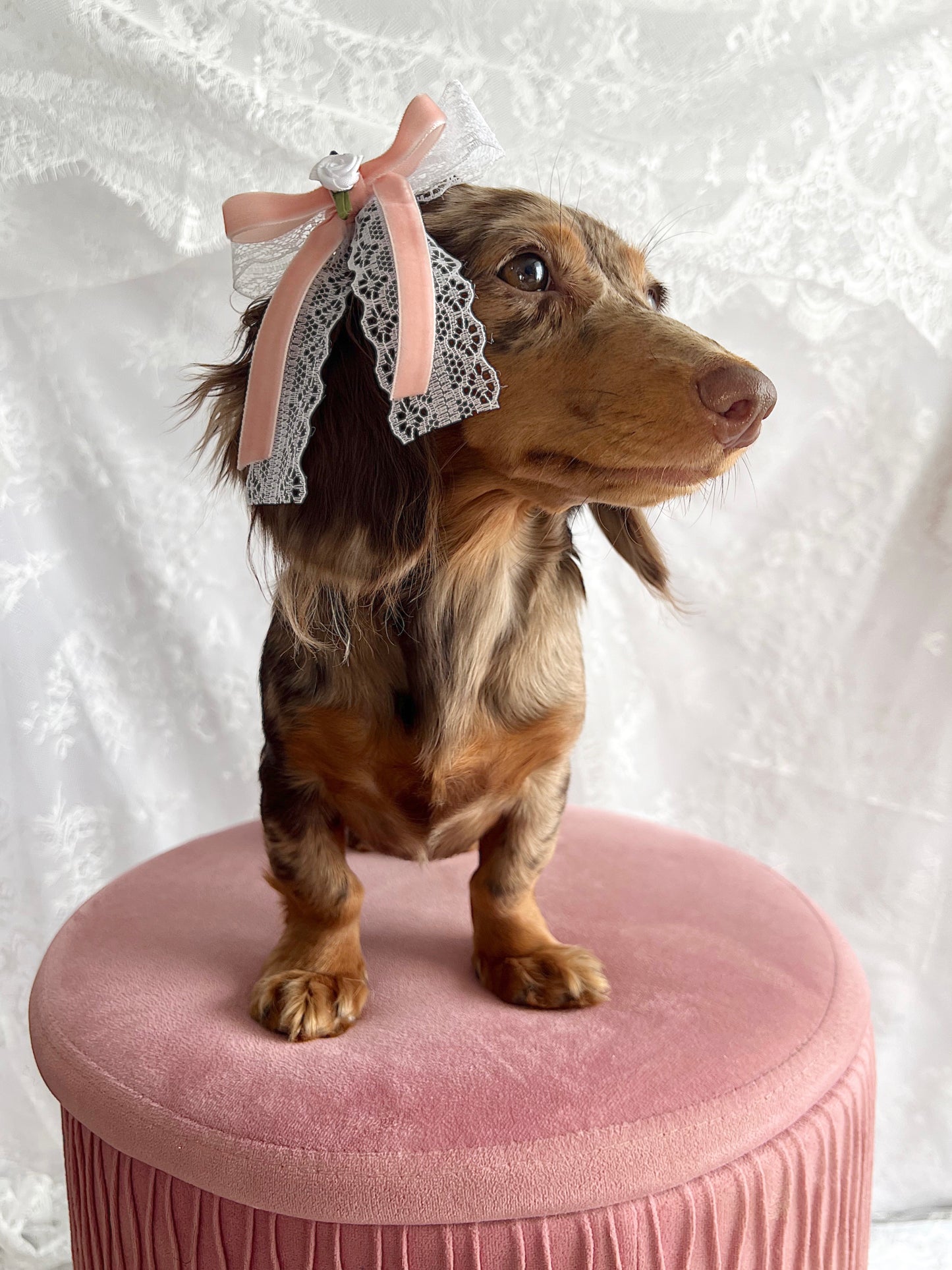 The Sugarpie Bow