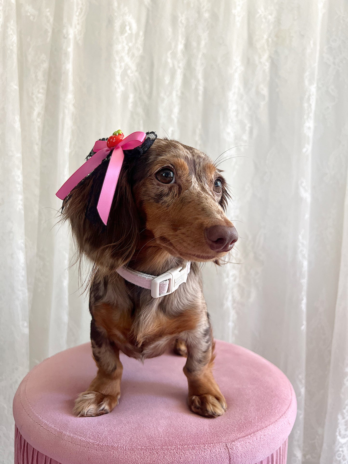 The Pink Licorice Bow